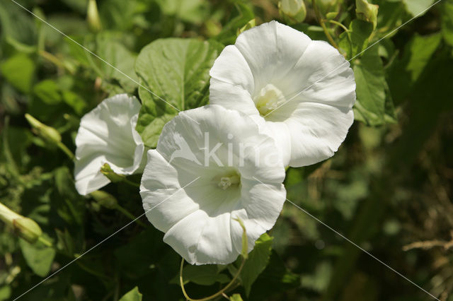 Haagwinde (Convolvulus sepium)