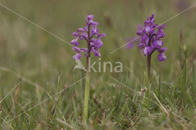 Green-winged Orchid (Anacamptis morio