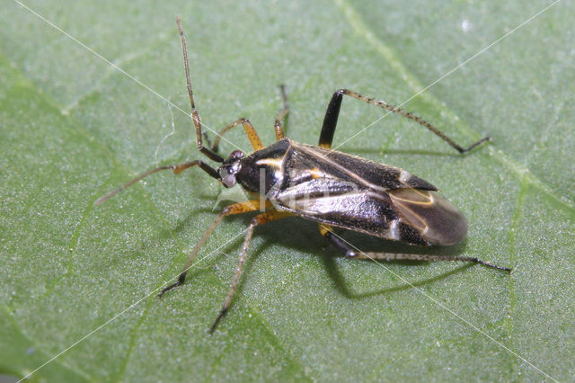 Harpocera thoracica