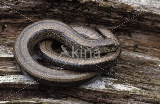 Hazelworm (Anguis fragilis)