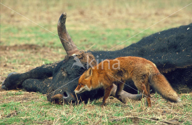 Heck cattle