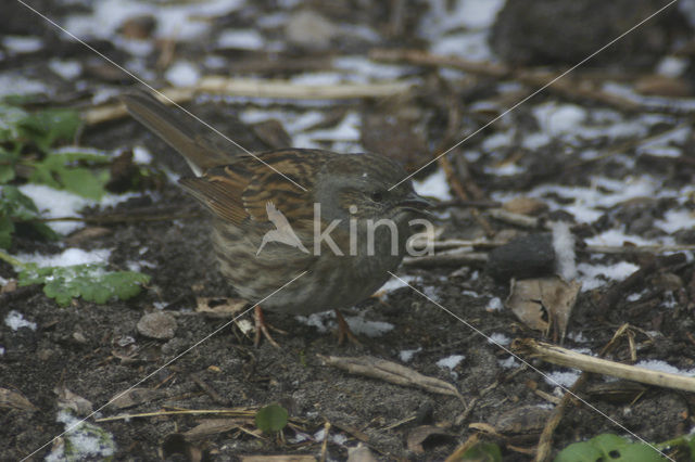 Dunnock