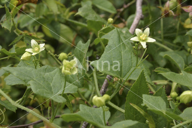 Heggerank (Bryonia dioica)