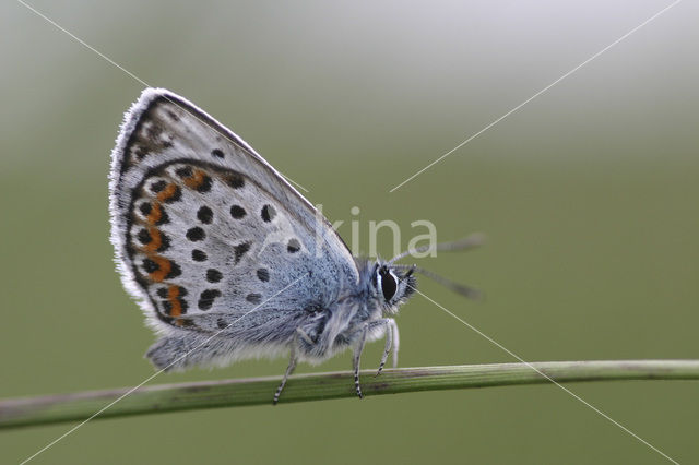 Silver Studded Blue (Plebejus argus)