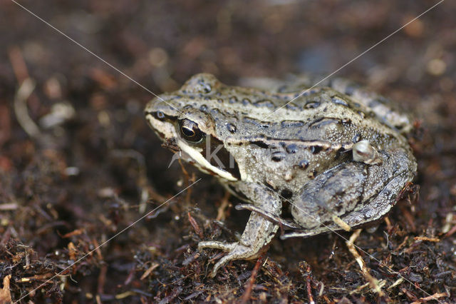 Moor Frog (Rana arvalis)