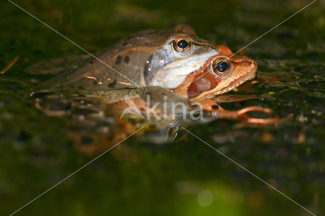 Heikikker (Rana arvalis)