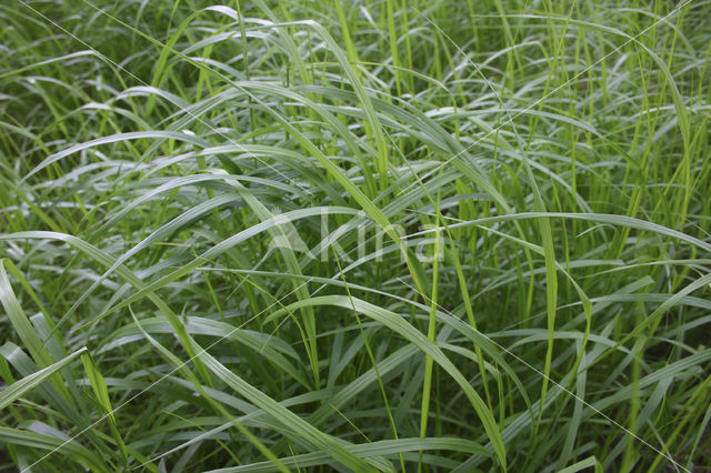 Hennegras (Calamagrostis canescens)