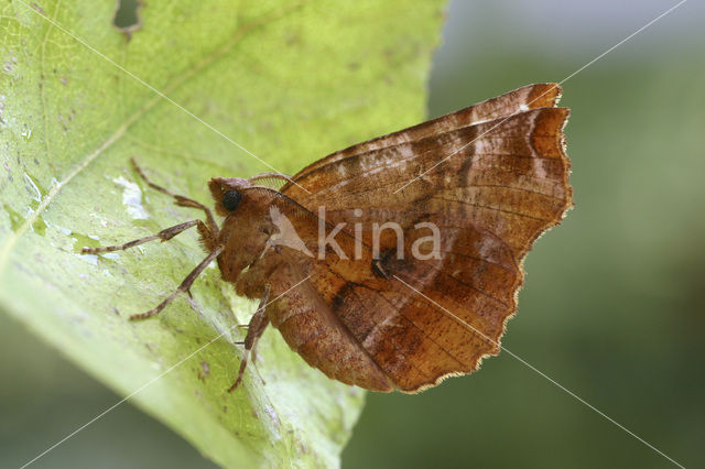 Herculesje (Selenia dentaria)