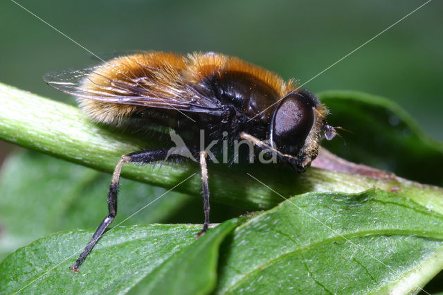 Hommelbijvlieg (Eristalis intricaria)