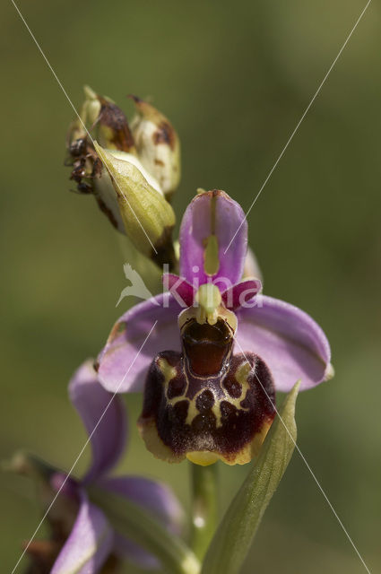 Hommelorchis (Ophrys holoserica