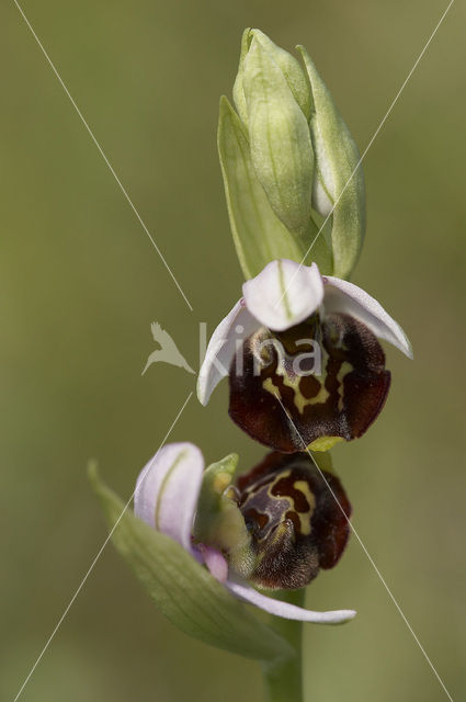 Hommelorchis (Ophrys holoserica