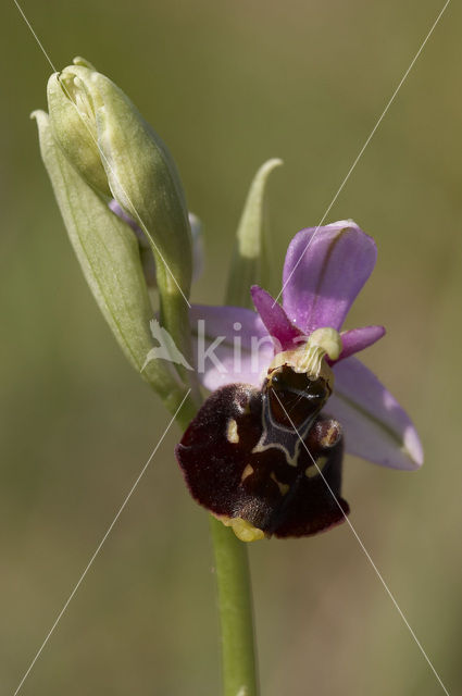 Late Spider Orchid (Ophrys holoserica