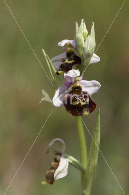 Hommelorchis (Ophrys holoserica