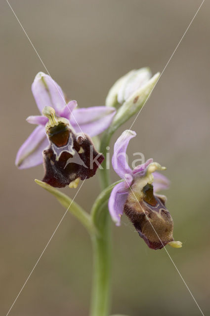 Late Spider Orchid (Ophrys holoserica