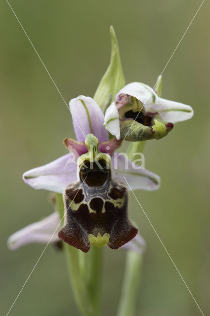 Late Spider Orchid (Ophrys holoserica