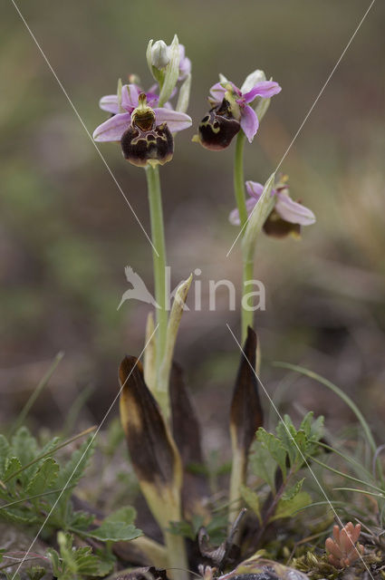 Late Spider Orchid (Ophrys holoserica