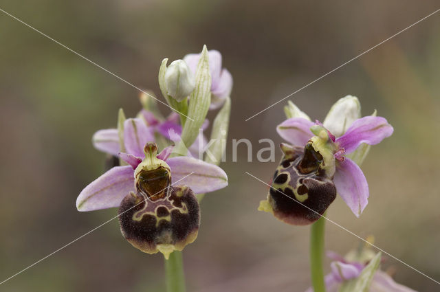 Late Spider Orchid (Ophrys holoserica