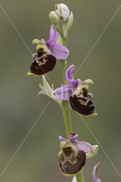 Late Spider Orchid (Ophrys holoserica