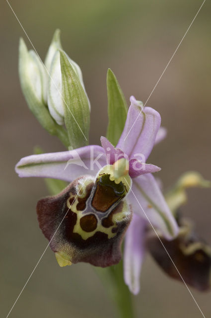 Late Spider Orchid (Ophrys holoserica