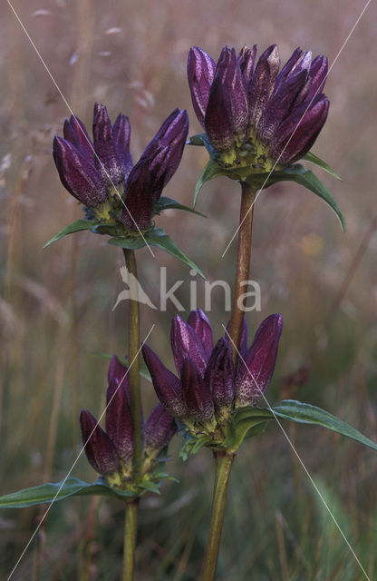 Hongaarse Gentiaan (Gentiana pannonica)