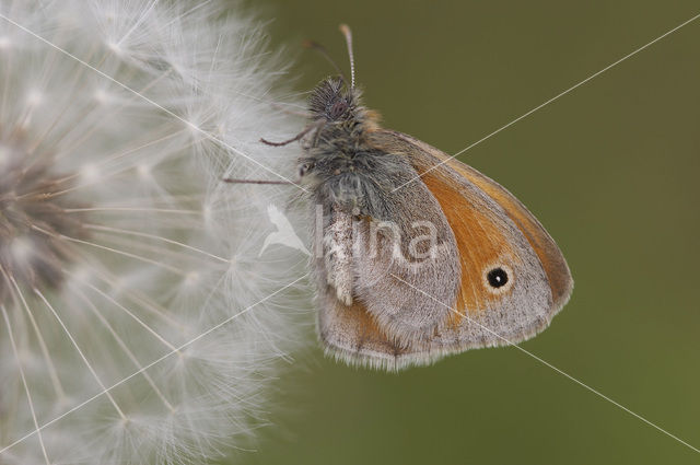 Small Heath (Coenonympha pamphilus)