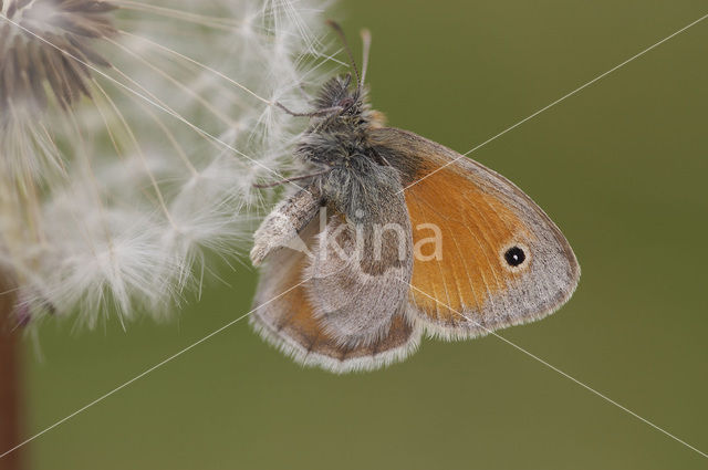 Small Heath (Coenonympha pamphilus)