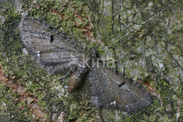 Hopdwergspanner (Eupithecia assimilata)