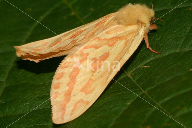 Ghost Moth (Hepialus humuli)