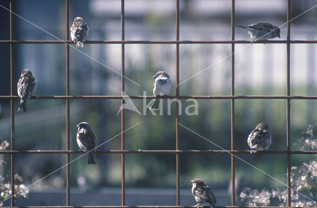 Huismus (Passer domesticus)