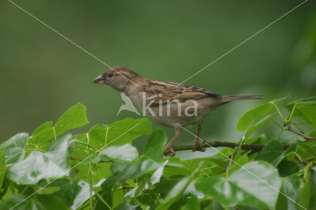 Huismus (Passer domesticus)