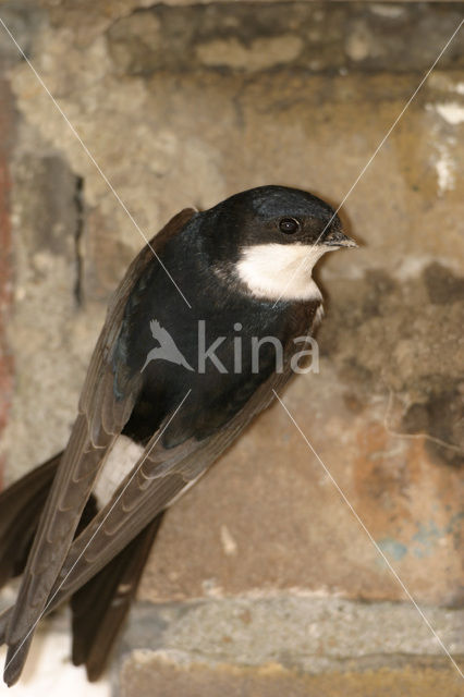 Common House-Martin (Delichon urbicum)