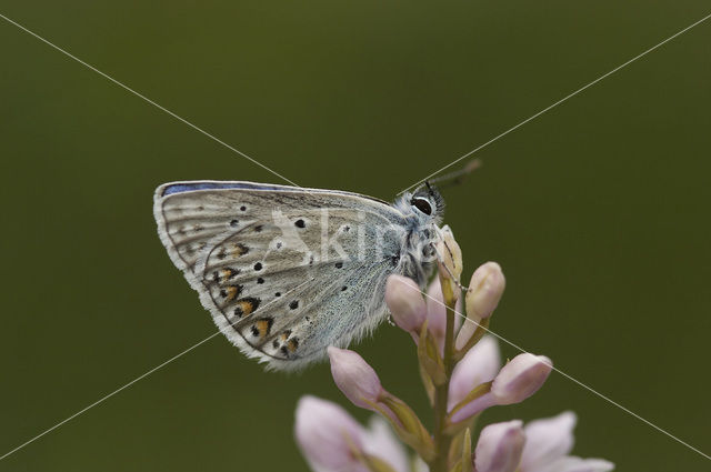 Icarusblauwtje (Polyommatus icarus)