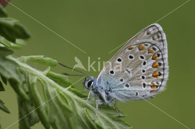 Common Blue (Polyommatus icarus)