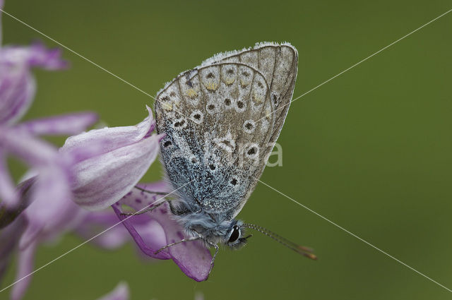 Icarusblauwtje (Polyommatus icarus)