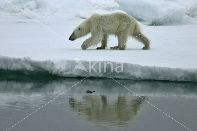 Polar bear (Ursus maritimus)