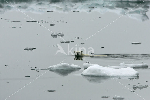 Polar bear (Ursus maritimus)