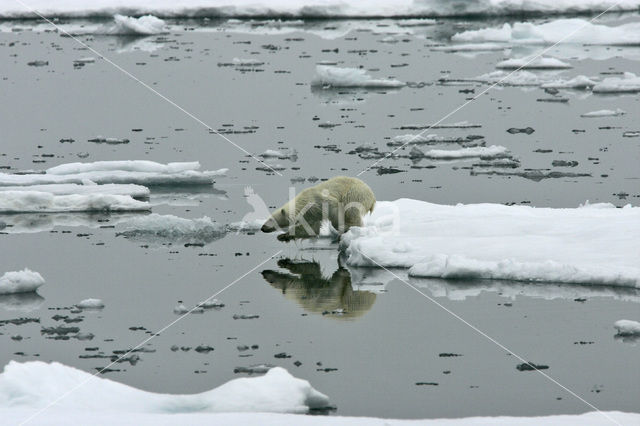 IJsbeer (Ursus maritimus)