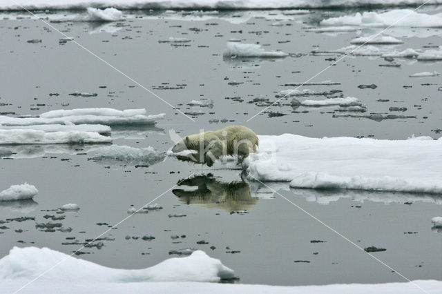 IJsbeer (Ursus maritimus)