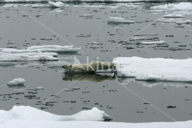 Polar bear (Ursus maritimus)
