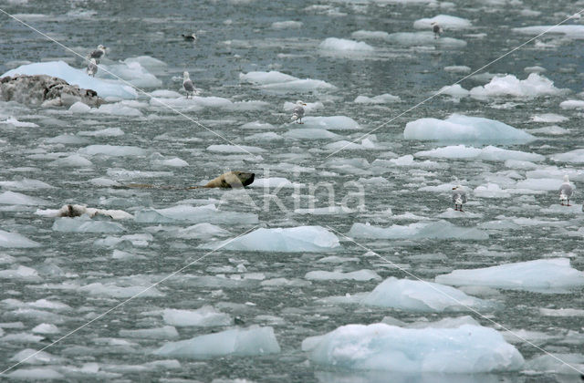 Polar bear (Ursus maritimus)