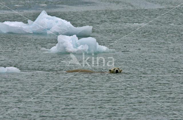 IJsbeer (Ursus maritimus)