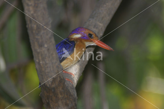 IJsvogel