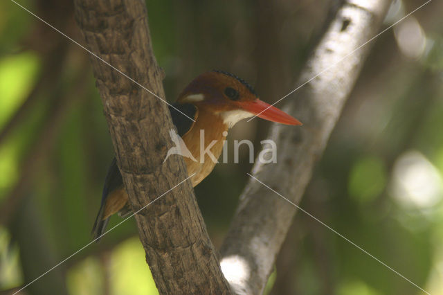 IJsvogel