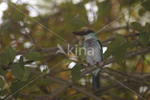 Blue-breasted Kingfisher (Halcyon malimbica)