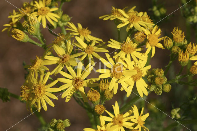 Jacobskruiskruid (Jacobaea vulgaris)