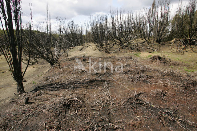 common juniper (Juniperus communis)