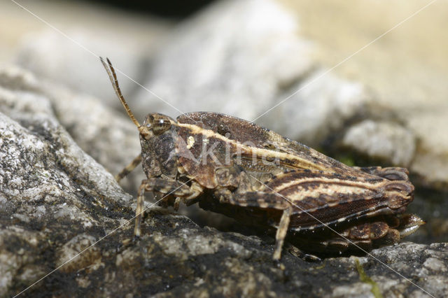 Kalkdoorntje (Tetrix tenuicornis)