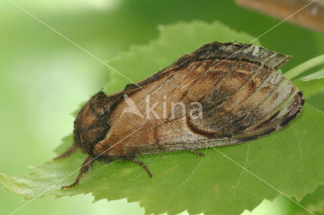 Pebble Prominent (Notodonta ziczac)