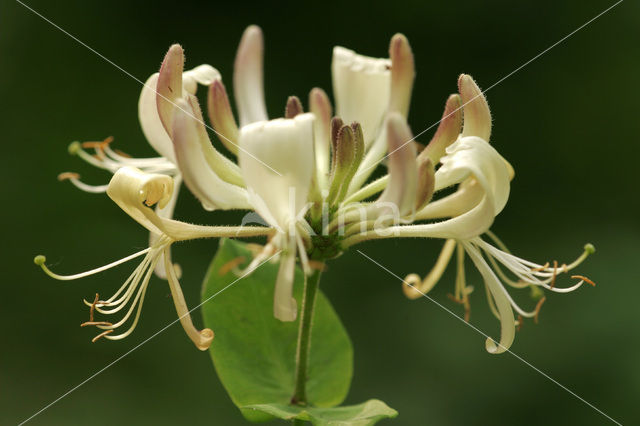 Kamperfoelie (Lonicera)