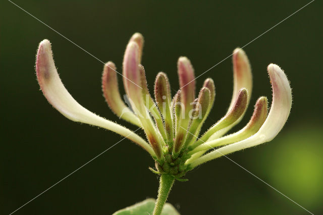 Honeysuckle (Lonicera)